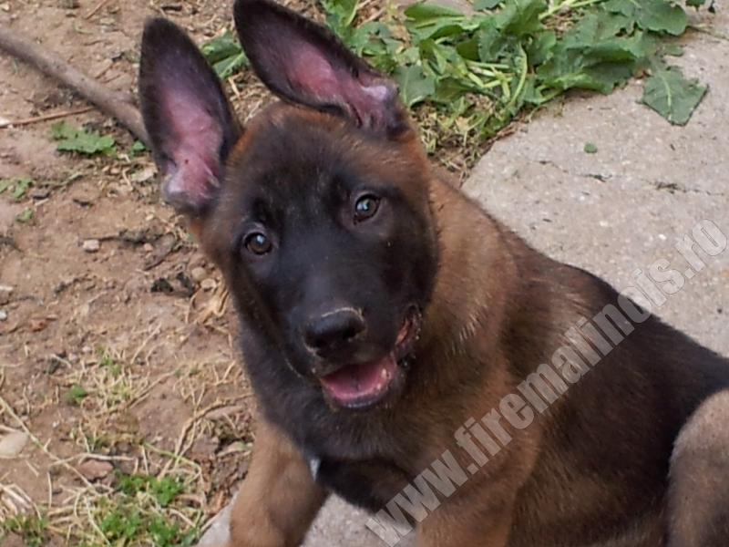 Pui malinois