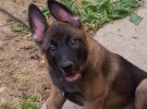 Pui malinois