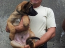 Pui malinois