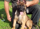 Pui malinois