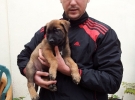 Pui malinois